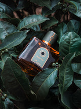 【台湾茶香水】Aged Tea ~ 暗香 ~  オードパルファム